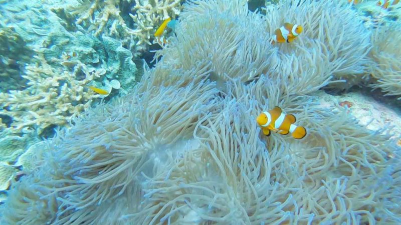 scuba diving vacations