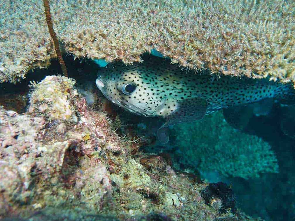 malaysia scuba diving