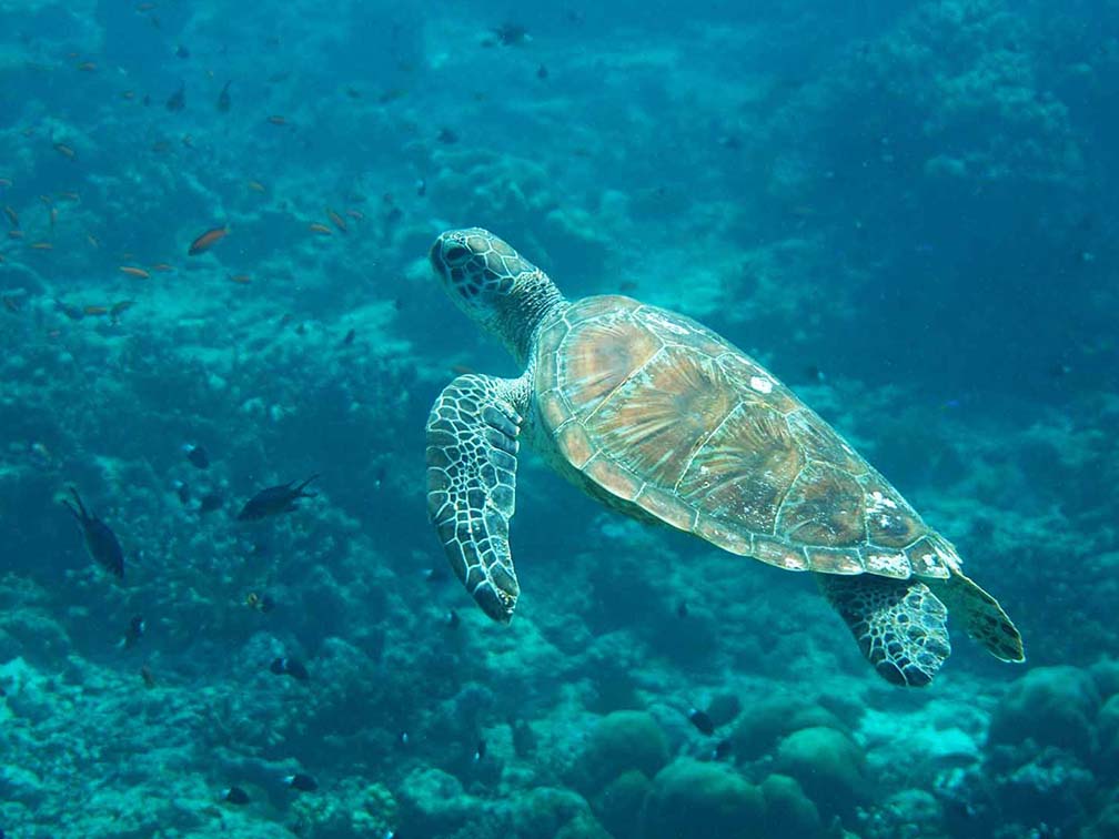 malaysia scuba diving