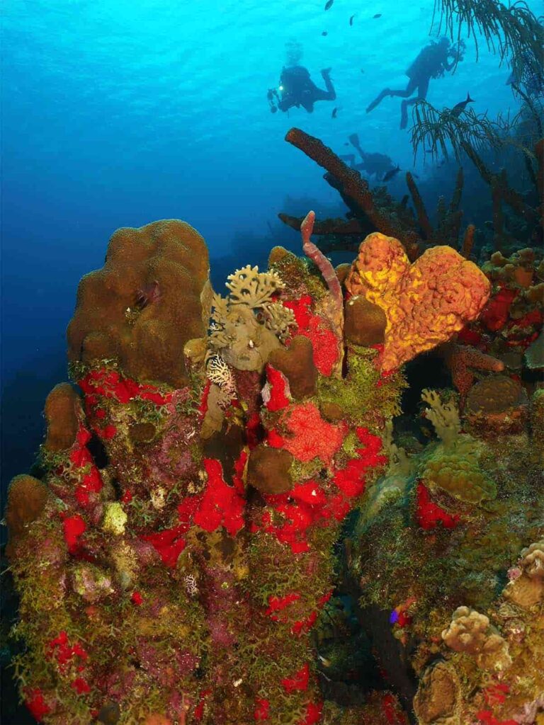 bonaire scuba diving