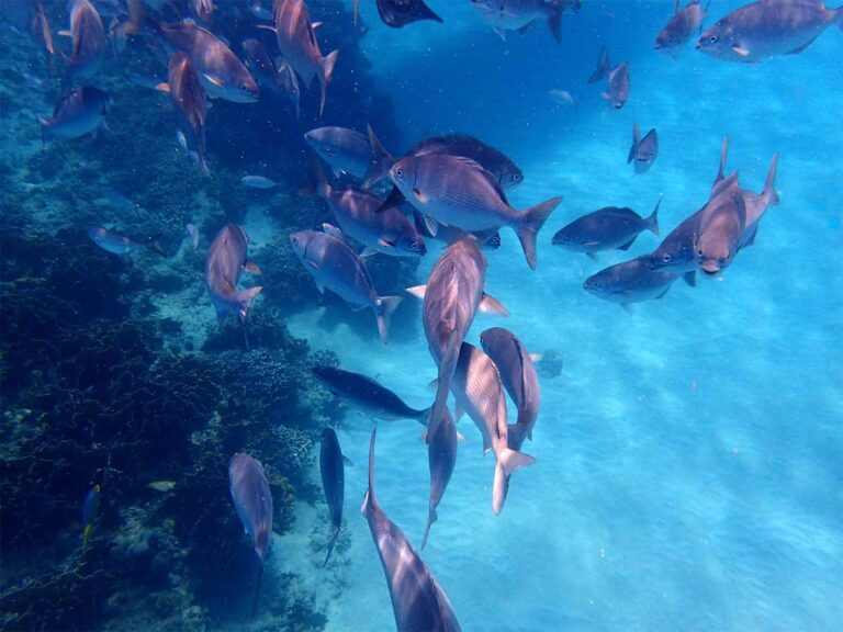 barbados scuba diving