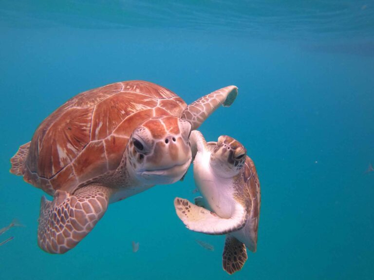 barbados scuba diving