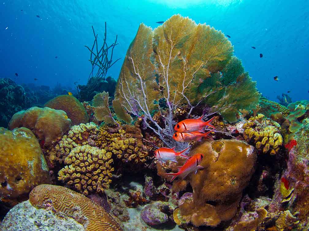 bonaire scuba diving