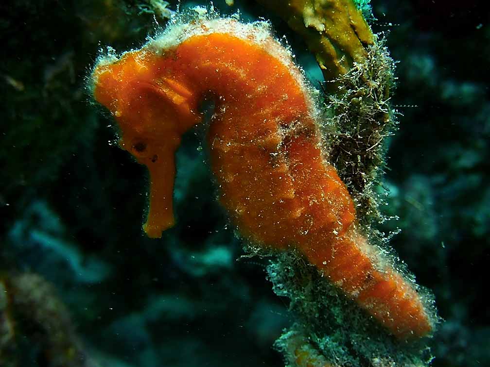 bonaire scuba diving