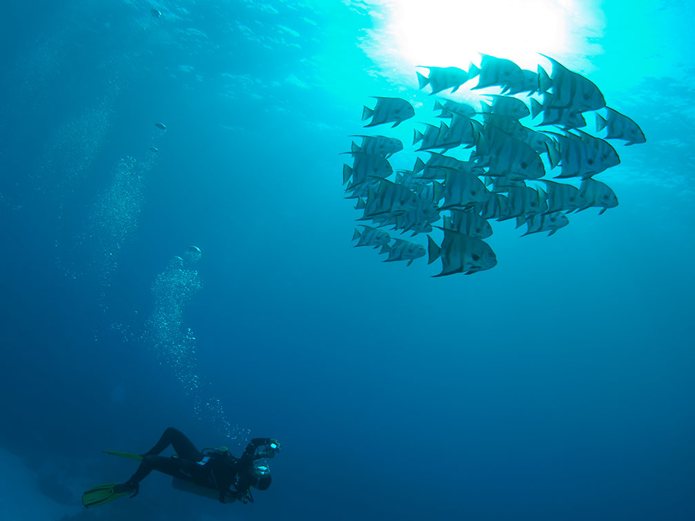 bahamas scuba diving