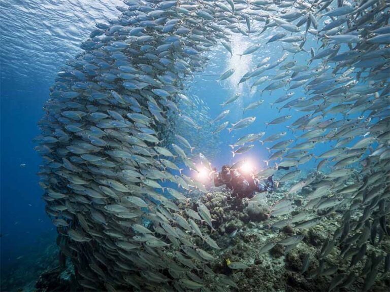 curacao scuba diving