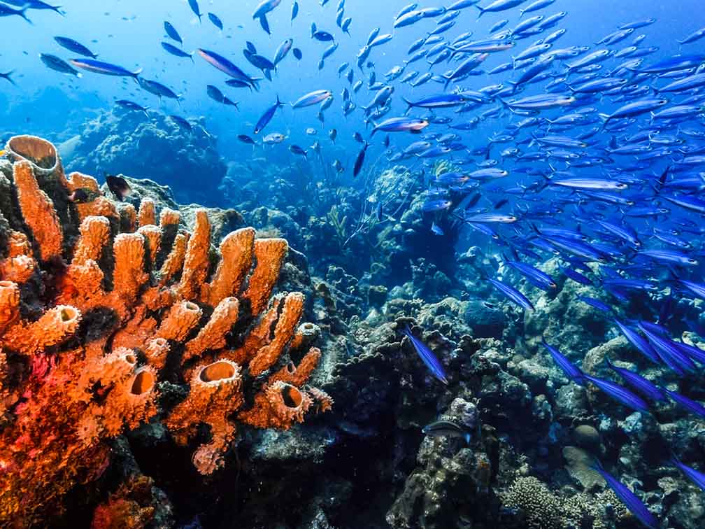 curacao scuba diving