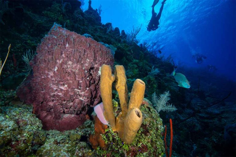 cayman islands scuba diving