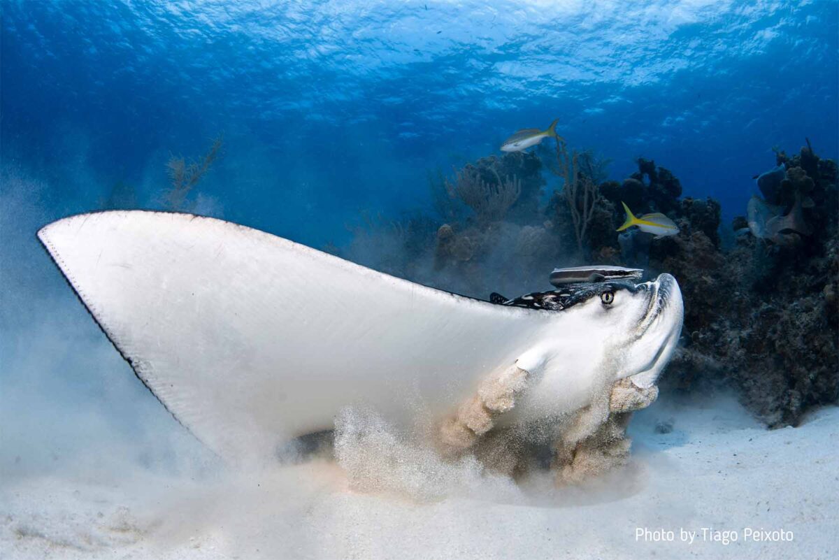 cayman islands scuba diving