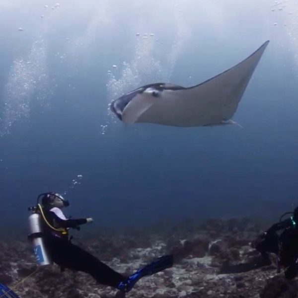 blue force maldives
