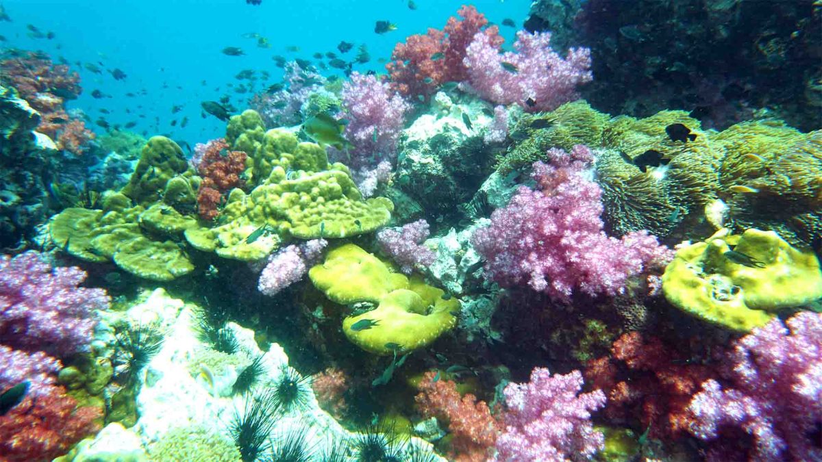 A coral reef at one of the underwater pinnacles.