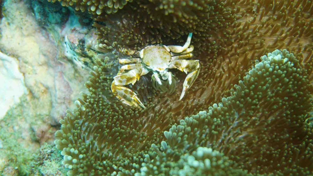 decorator crab