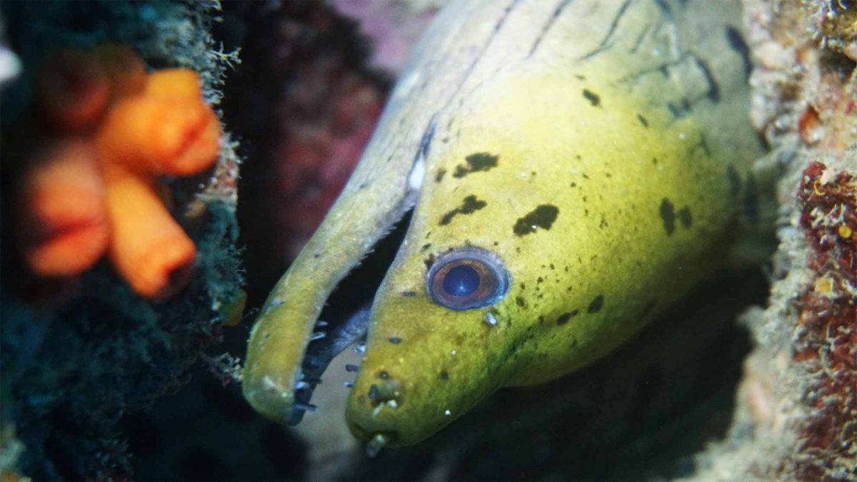 eel phuket