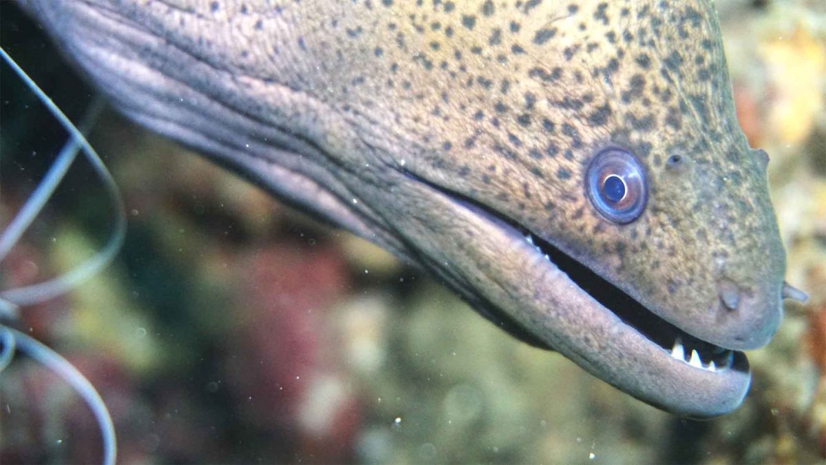 phuket eel