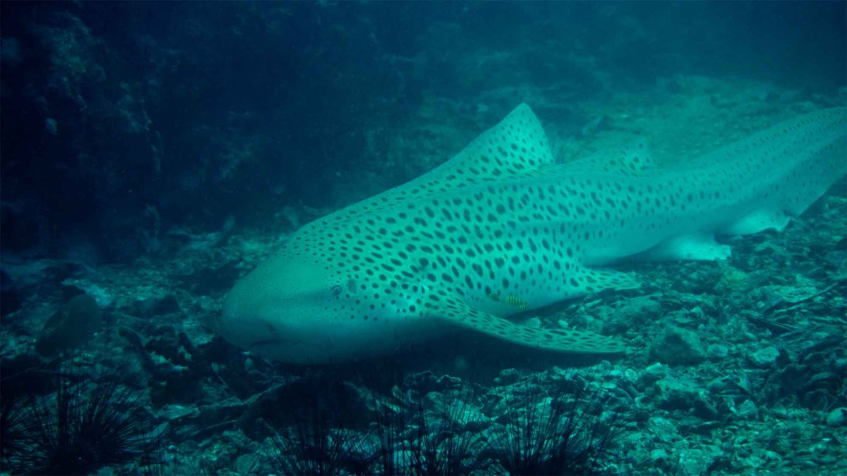 zebra shark phuket